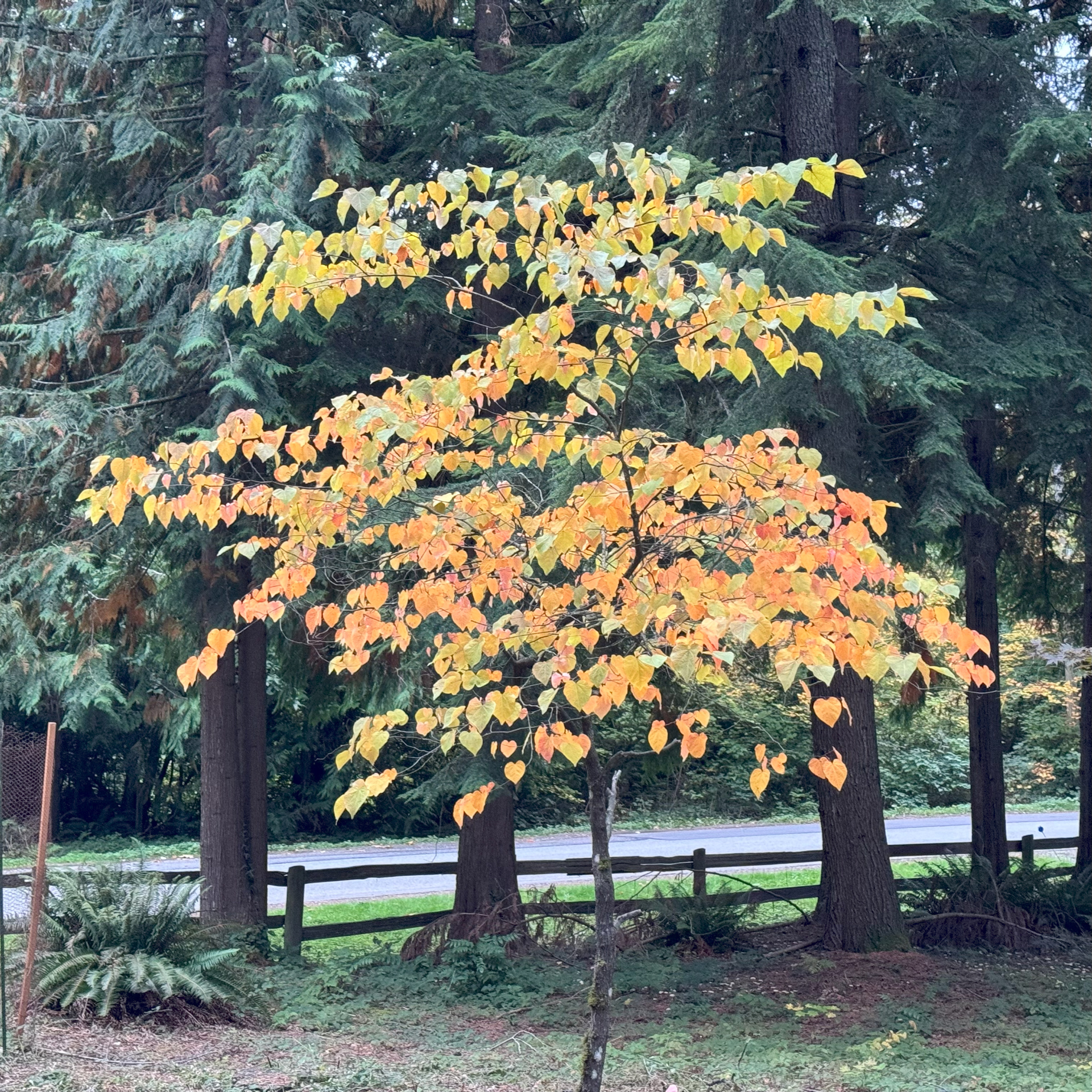 Fall at Home