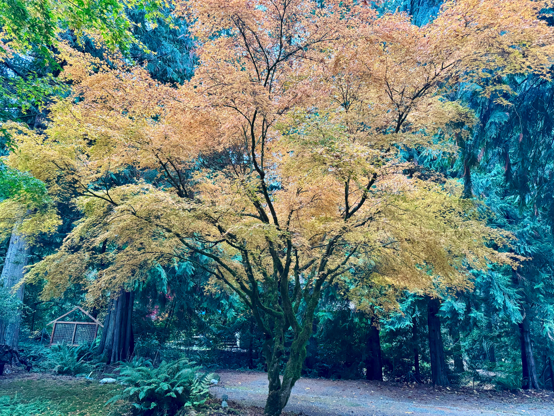 Fall at Home