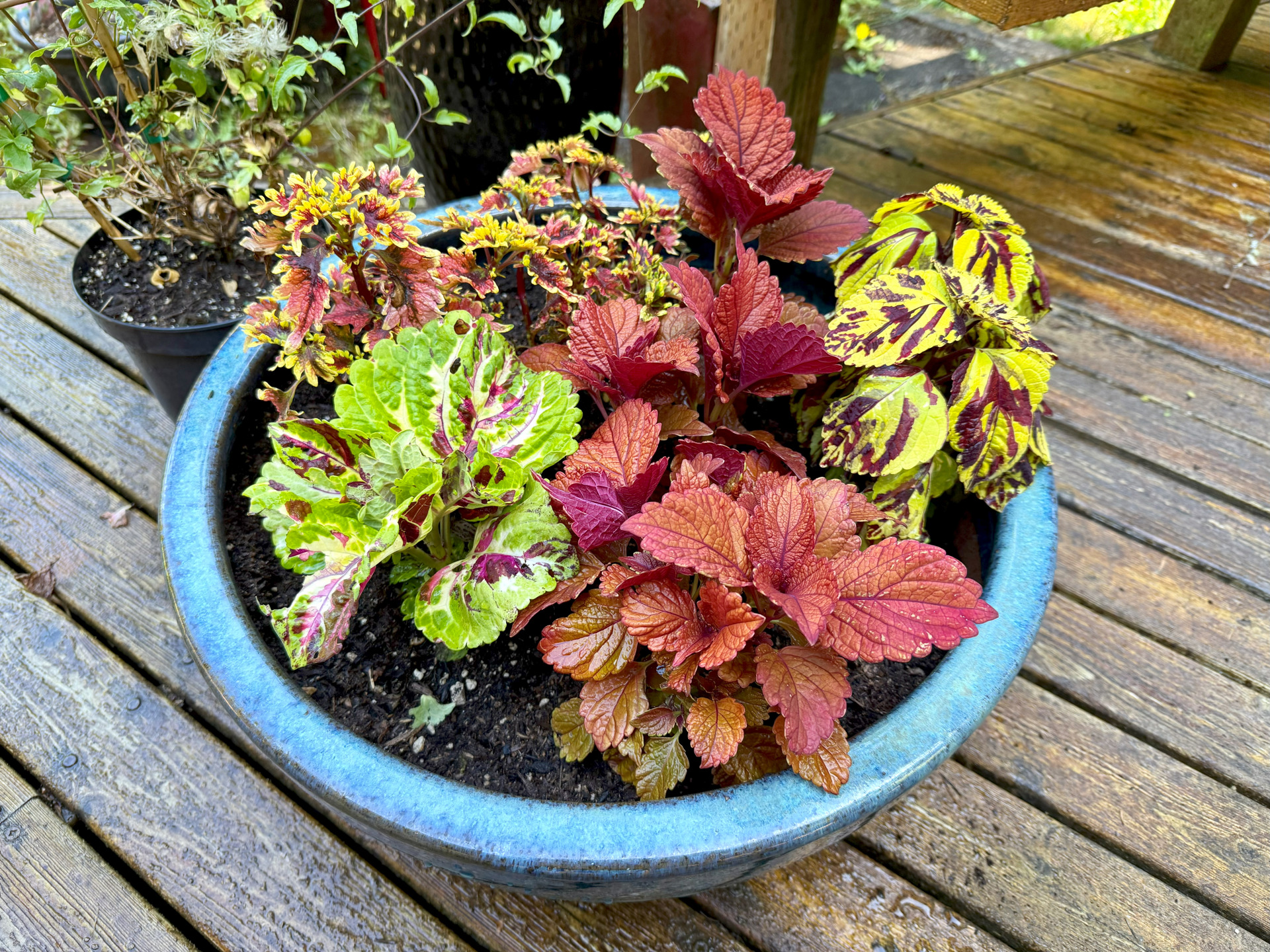 Coleus
