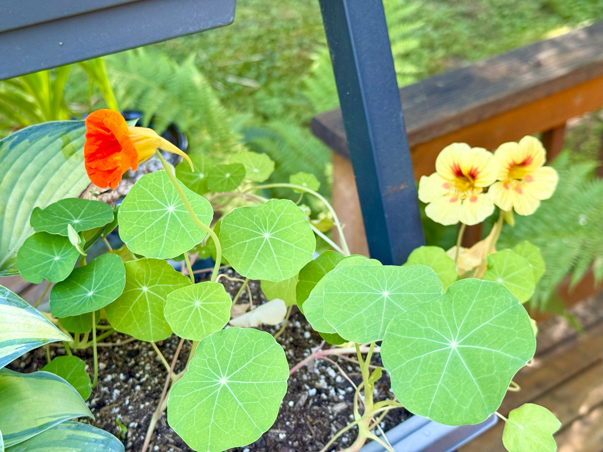 Nasturtium