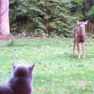 Visiting Deer